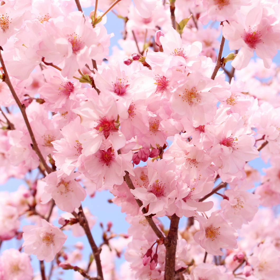 Japanesse Cherry Blossom Fragancia (NG) 16 oz( liquidación)